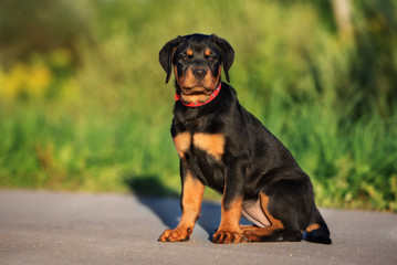 young rottweiler puppy sitting outdoors