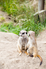 Meerkat, Suricata, suricatta also known as the suricate. Wildlif