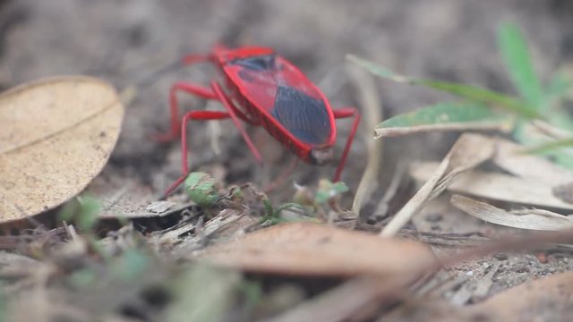 Unusual insects. Red bug finds its way pedipalpi and touches proboscis
