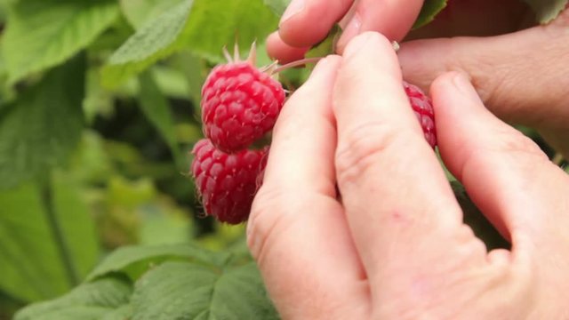 Man picking Summer fruiting raspberries