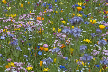 Bunte Blumenwiese