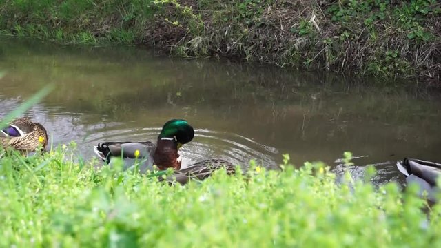 enten putzen sich