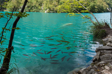 Fish swiming in the lakes in Plitvička jezera national park, Croatia
