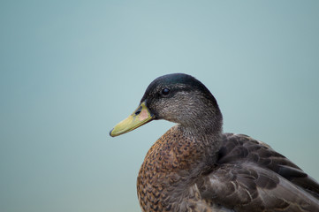 duck, anatide in the foreground on the lake