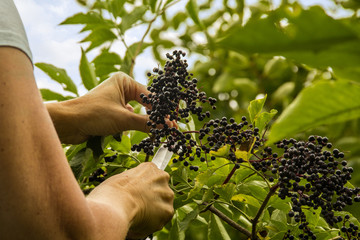 Vrouw plukken / verzamelen / afsnijden van vlierbessen aan boom, houndberry