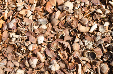 Coconut spathes on the ground