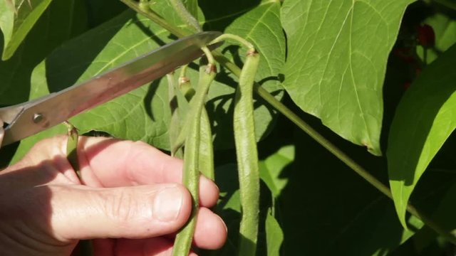 Man's hand collecting runner beans with scissors