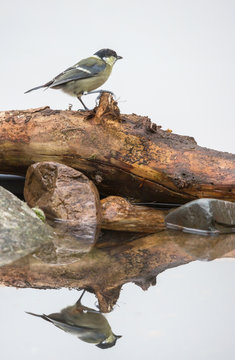 M&eacute;sange charbonni&egrave;re