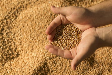Wheat in the hand of man.Man holding wheat in hands.