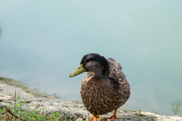 duck, anatide in the foreground on the lake