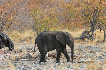 Fototapeta na wymiar Elefantenbaby im Etosha Nationalpark