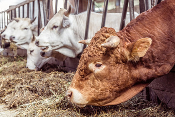 Italian white Marchigiana cows