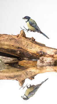 M&eacute;sange charbonni&egrave;re