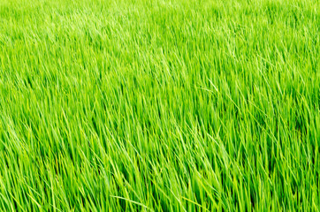 Rice field green grass