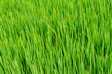 Rice field green grass