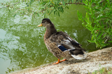 duck, anatide in the foreground on the lake