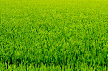 Rice field green grass