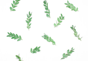 Pattern of green leaves. Type of flat