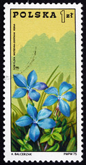 Postage stamp Poland 1975 Gentian and Tatra Mountains