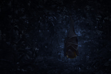 Bat sleep and hang on tree in dark forest, Spooky background, Ha