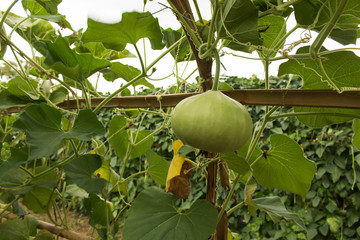 Lagenaria siceraria vegetable