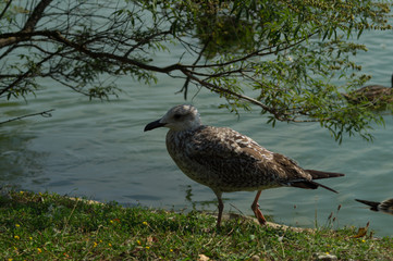 Seagull on foreground