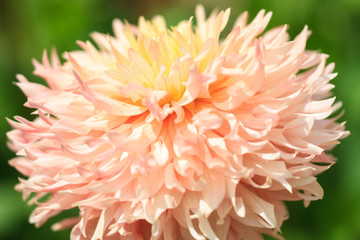 Macro of a yellow dahlia
