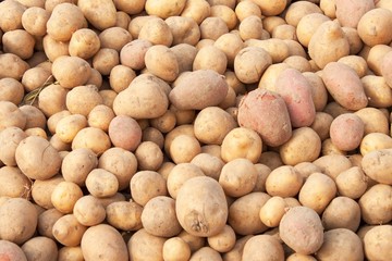 Potatoes raw vegetables food in market for background. Autumn harvest on the farm.
