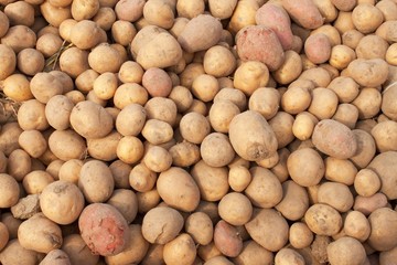 Potatoes raw vegetables food in market for background. Autumn harvest on the farm.
