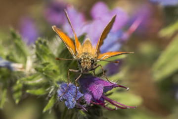 Rostfarbiger Dickkopffalter (Ochlodes sylvanus)