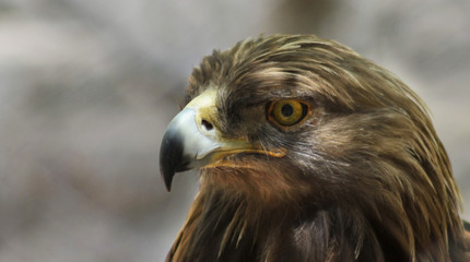 A Portrait of a Golden Eagle in Profile
