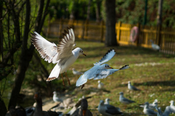 seagull in flight