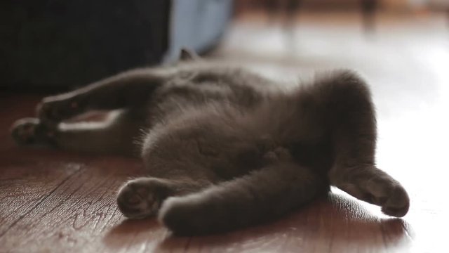 Blue British cat is lying at home in front of camera