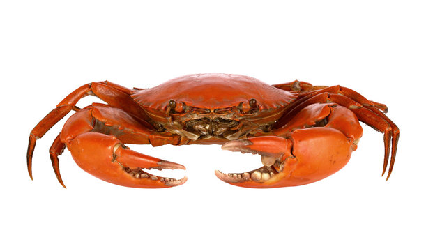 Steamed black crab on white background