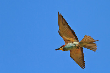 european bee-eater (Merops Apiaster)