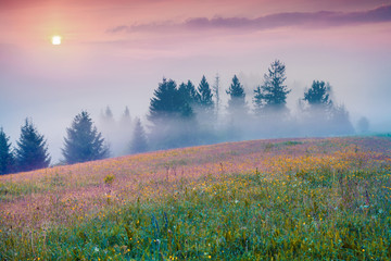 Colorful summer morning in the foggy mountain valley