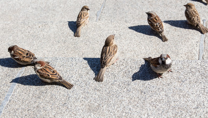 sparrows sitting on staircases and basking in the sunshine