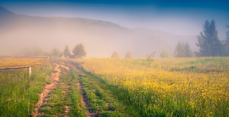 Sunny summer morning in the Carpathians.