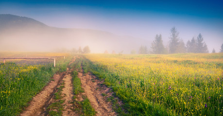 Sunny summer morning in the Carpathians
