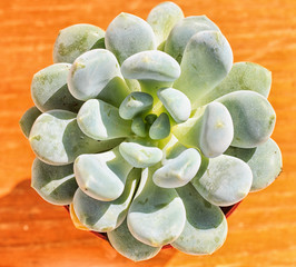 beautiful little plant, succulent in a small flower pot