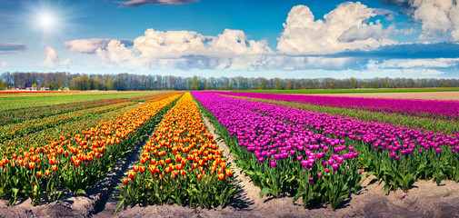 Colorful spring panorama of tulip farm