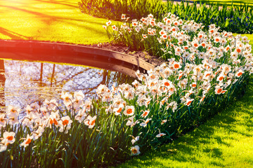 Marvellous flowers in the Keukenhof gardens in glowing morning l