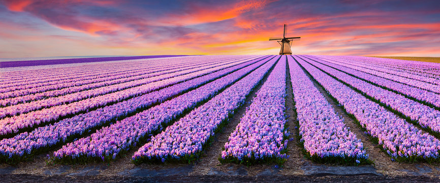 Fototapeta Dramatic spring scene on the flowers farm.