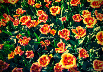 Top view of the tulip flowers, called Chinese Girl