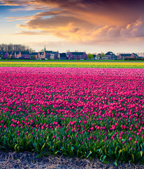 Fototapeta premium Dramatic spring sunset on the tulip farm
