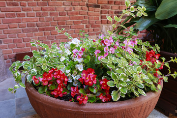 Ceramic pot with flowers