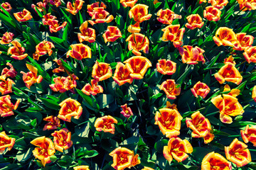 Panele Szklane Podświetlane  Widok z góry na kwiaty tulipanów