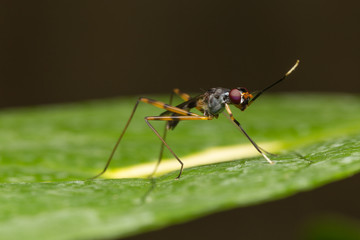 Macro small insects