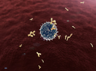 Lymphocytes, lymphocyte generates antibodies