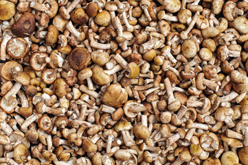 Fresh forest edible mushrooms